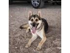 Adopt Vader* a German Shepherd Dog, Mixed Breed