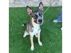 Adopt Drako a German Shepherd Dog, Mixed Breed