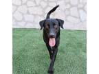 Adopt Foreman* a Labrador Retriever, Mixed Breed