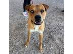 Adopt Donnie* a Labrador Retriever, Mixed Breed