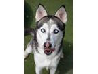 Adopt Stilton* a Husky, Mixed Breed