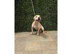 Adopt Bavarian Cream* a Labrador Retriever, Mixed Breed