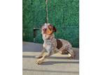 Adopt ZUKO. a Basset Hound, Mixed Breed