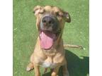 Adopt Ron a German Shepherd Dog, Mixed Breed