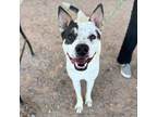 Adopt Lucky a Border Collie, Mixed Breed
