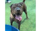 Adopt Koda* a Shar-Pei, Mixed Breed