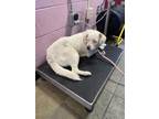 Adopt Bugs a Mixed Breed