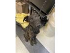 Adopt GARRY* a Dutch Shepherd, Mixed Breed