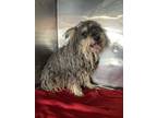 Adopt Frizzle* a Schnauzer, Mixed Breed