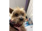 Adopt 56511133 a Yorkshire Terrier, Mixed Breed
