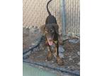 Adopt Hunger Buster* a Doberman Pinscher, Mixed Breed