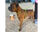 Adopt Beetle* a Boxer, Mixed Breed