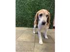 Adopt Max a Beagle, Mixed Breed
