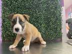 Adopt 56326676 a Boxer, Mixed Breed