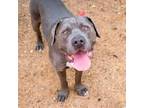 Adopt BILLY a Pit Bull Terrier