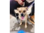 Adopt 56536768 a Pug, Mixed Breed