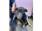 Adopt Teo a Dutch Shepherd, Mixed Breed