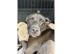 Adopt 55586918 a Akita, Mixed Breed