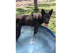 Adopt Smiles* a Australian Shepherd, German Shepherd Dog