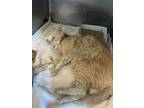 Adopt 56506647 a Domestic Medium Hair