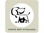 Adopt Lucas a Poodle, Mixed Breed