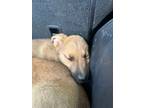 Adopt 56389784 a German Shepherd Dog, Mixed Breed