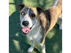 Adopt Hobbs a Greyhound, Mixed Breed