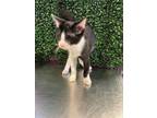 Adopt 56359227 a Domestic Short Hair
