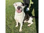 Adopt Porfirio a Pit Bull Terrier, Mixed Breed