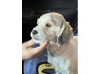 Adopt 56353687 a Shih Tzu, Mixed Breed