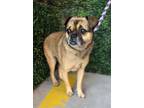 Adopt tyson a Pug, Mixed Breed