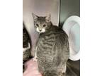 Adopt Felix a Domestic Medium Hair