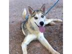 Adopt Saka a Siberian Husky, Mixed Breed