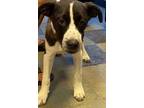 Adopt BANDIT JR a Australian Cattle Dog / Blue Heeler, Pit Bull Terrier