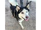 Adopt Akira* a Alaskan Malamute, Mixed Breed