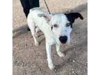 Adopt Phantom* a Pointer, Labrador Retriever