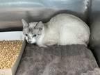 Adopt Little Boy a Siamese