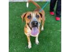 Adopt Boysenberry* a English Coonhound, Mixed Breed