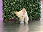Adopt Stu a Siamese