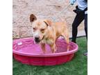 Adopt Pluto a Pit Bull Terrier, Mixed Breed