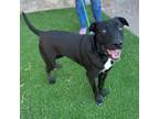Adopt ROSKO. a Labrador Retriever, Mixed Breed