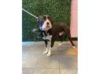 Adopt Kratos a Pit Bull Terrier, Mixed Breed