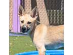 Adopt Rebel a German Shepherd Dog, Mixed Breed