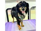 Adopt Tucker a Australian Shepherd, Mixed Breed