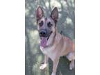 Adopt Milo a German Shepherd Dog, Mixed Breed