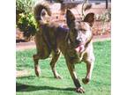 Adopt Prancer* a Dutch Shepherd, Mixed Breed