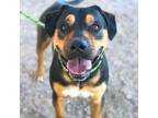 Adopt Tito* a Rottweiler, Mixed Breed