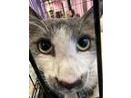 Adopt 56320278 a Domestic Short Hair