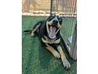 Adopt Gandalf* a Australian Cattle Dog / Blue Heeler, Mixed Breed