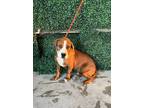 Adopt TURBO* a Beagle, Mixed Breed